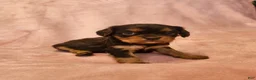 Cavalier King Charles Spaniel dogs for sale: Pearl - Ad 2