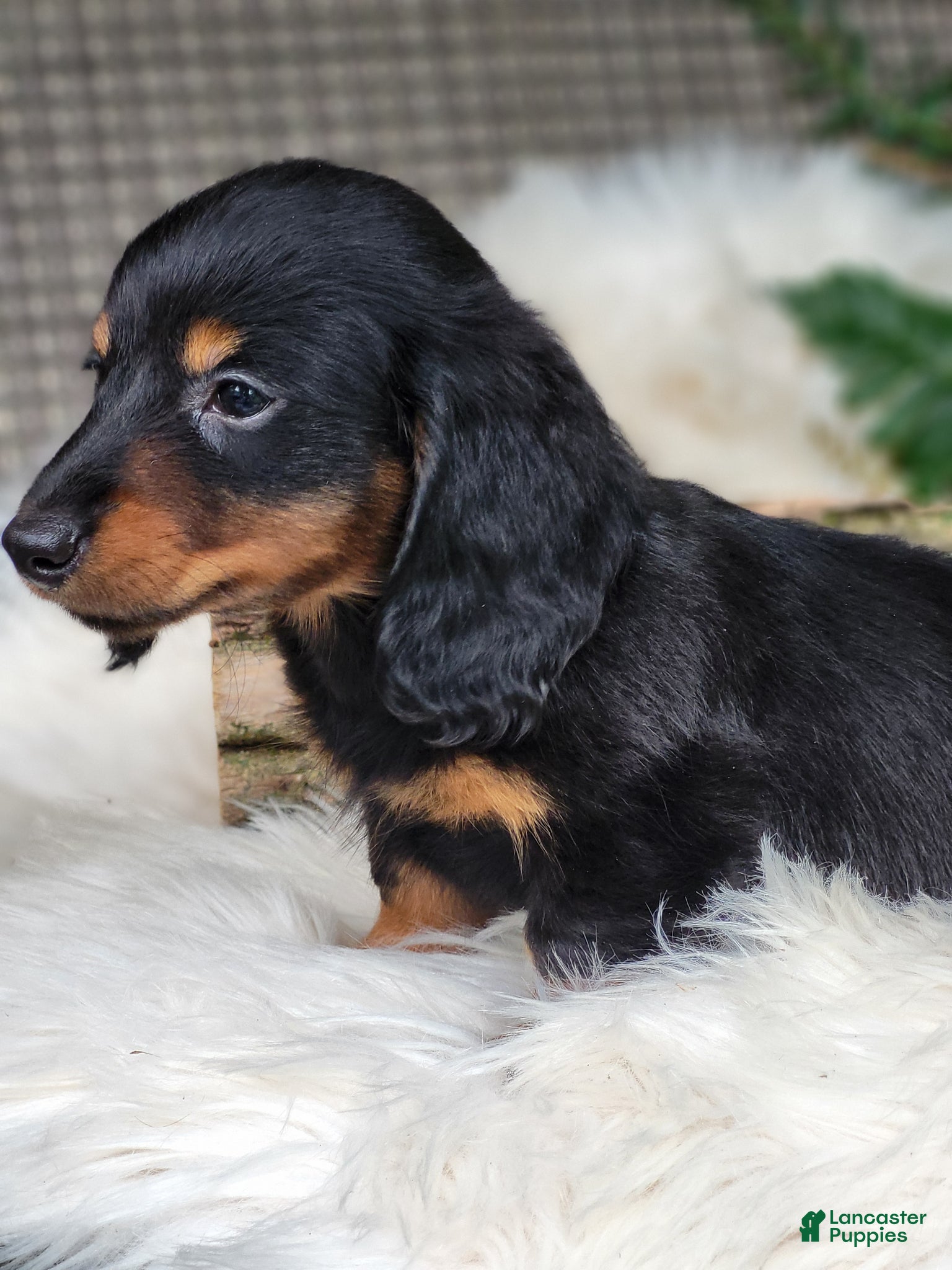 Miniature Dachshund dogs Mike - Ad 2
