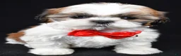 Shih Tzu dogs for sale: Troy - Ad 7