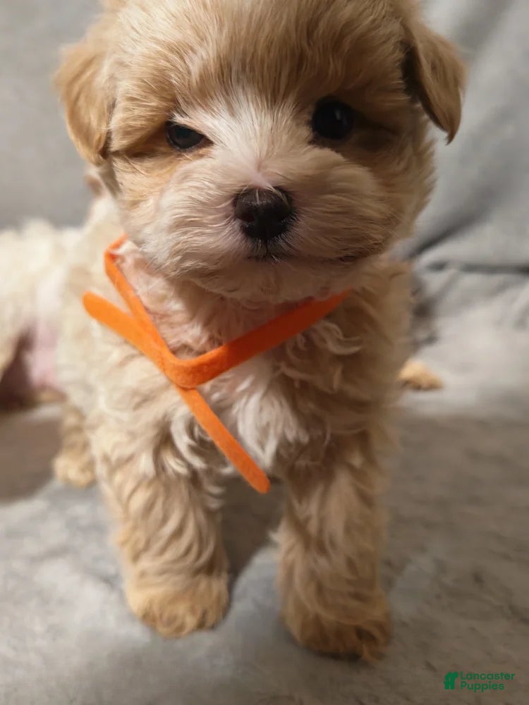 Maltipoo dogs Maltipoo Puppy 3 - Ad 6