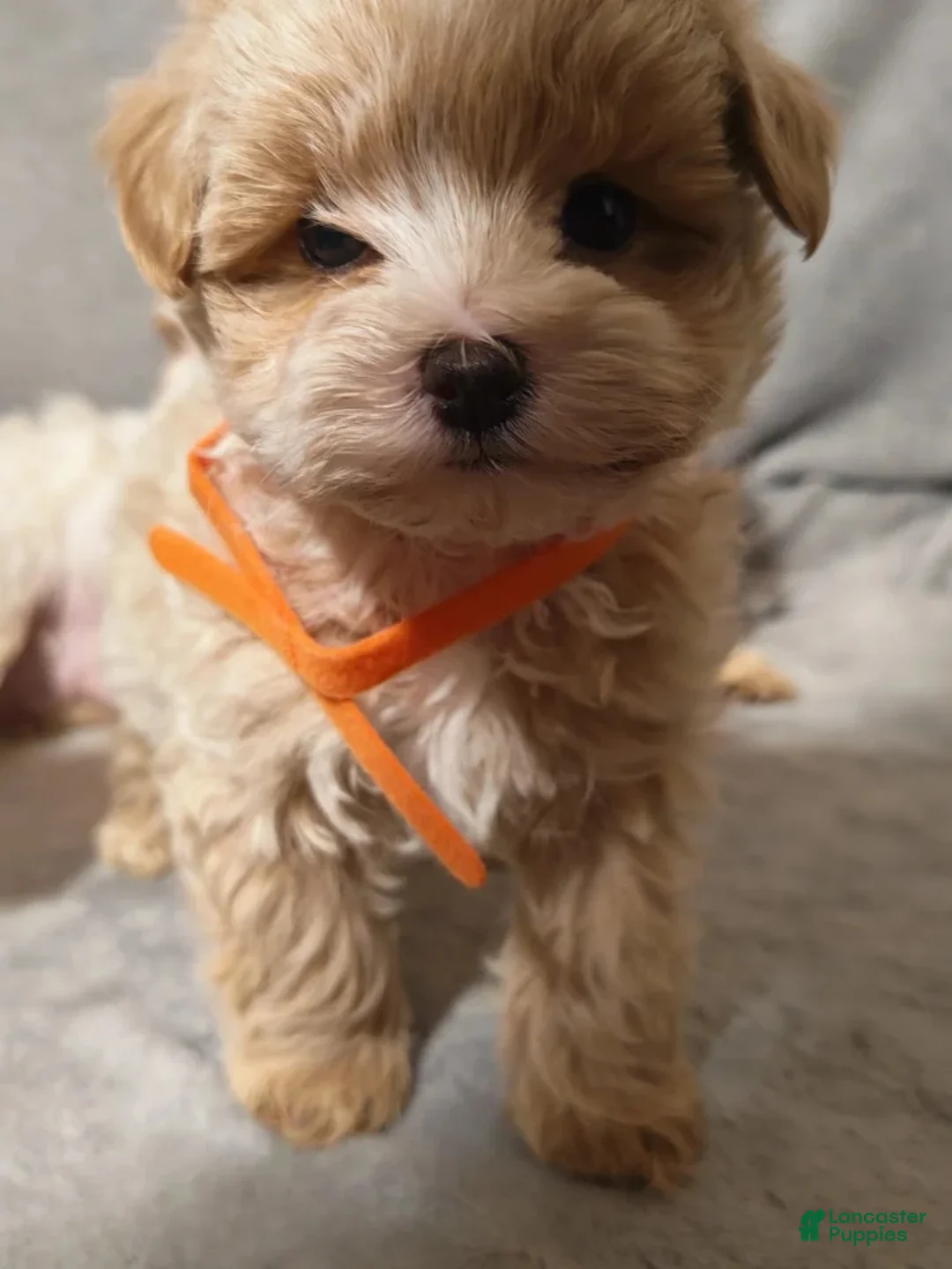 Maltipoo dogs for sale: Maltipoo Puppy 3 - Ad 1