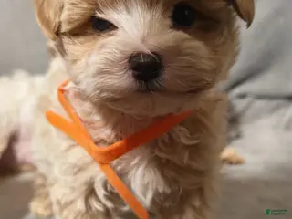 Maltipoo dogs Maltipoo Puppy 3 - Ad 6