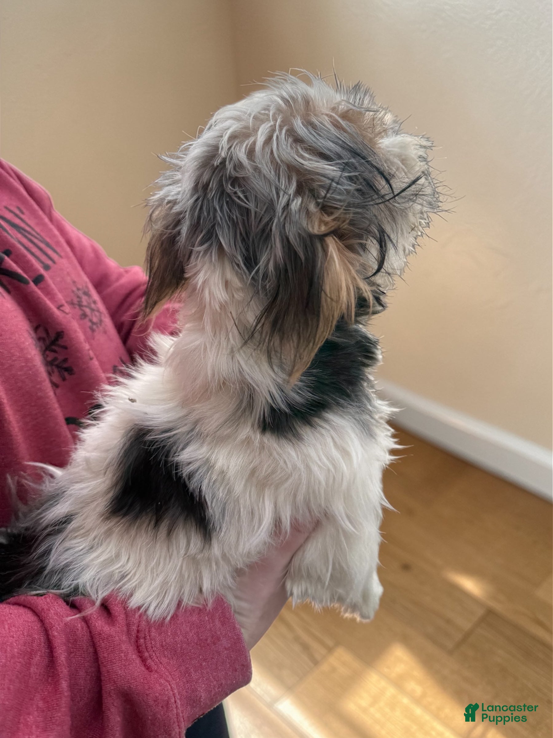 Yorkshire Terrier dogs Yorkshire Terrier Puppy 2 - Ad 42