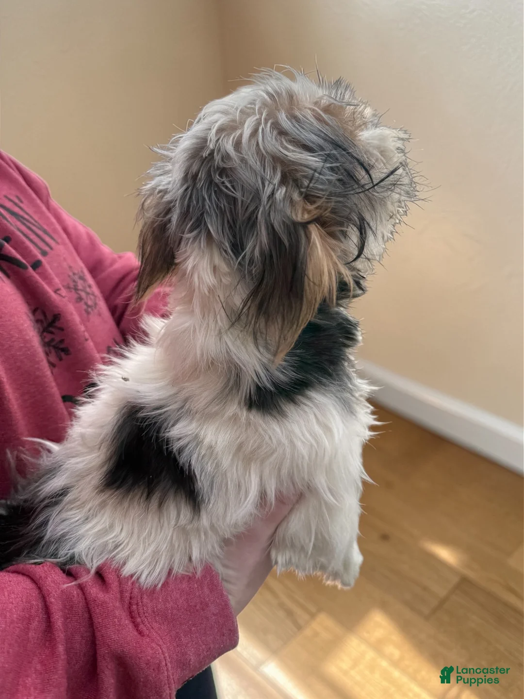 Yorkshire Terrier dogs for sale: Yorkshire Terrier Puppy 2 - Ad 1