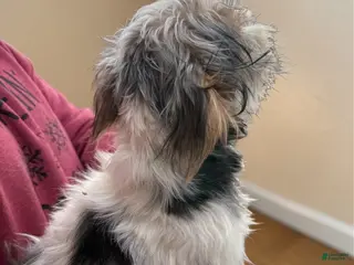 Yorkshire Terrier dogs Yorkshire Terrier Puppy 2 - Ad 42