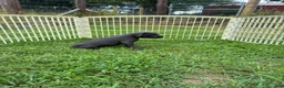 Cane Corso dogs for sale: Cane Corso Puppy 10 - Ad 8