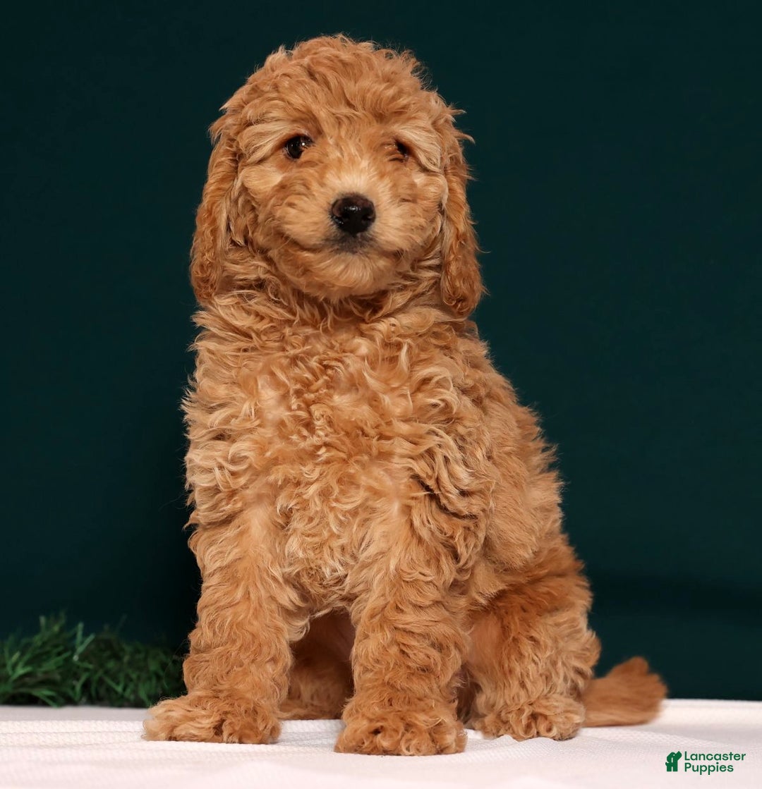 Cockapoo dogs for sale: Daphne - Ad 7