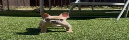French Bulldog dogs for sale:  Alfie - Ad 2