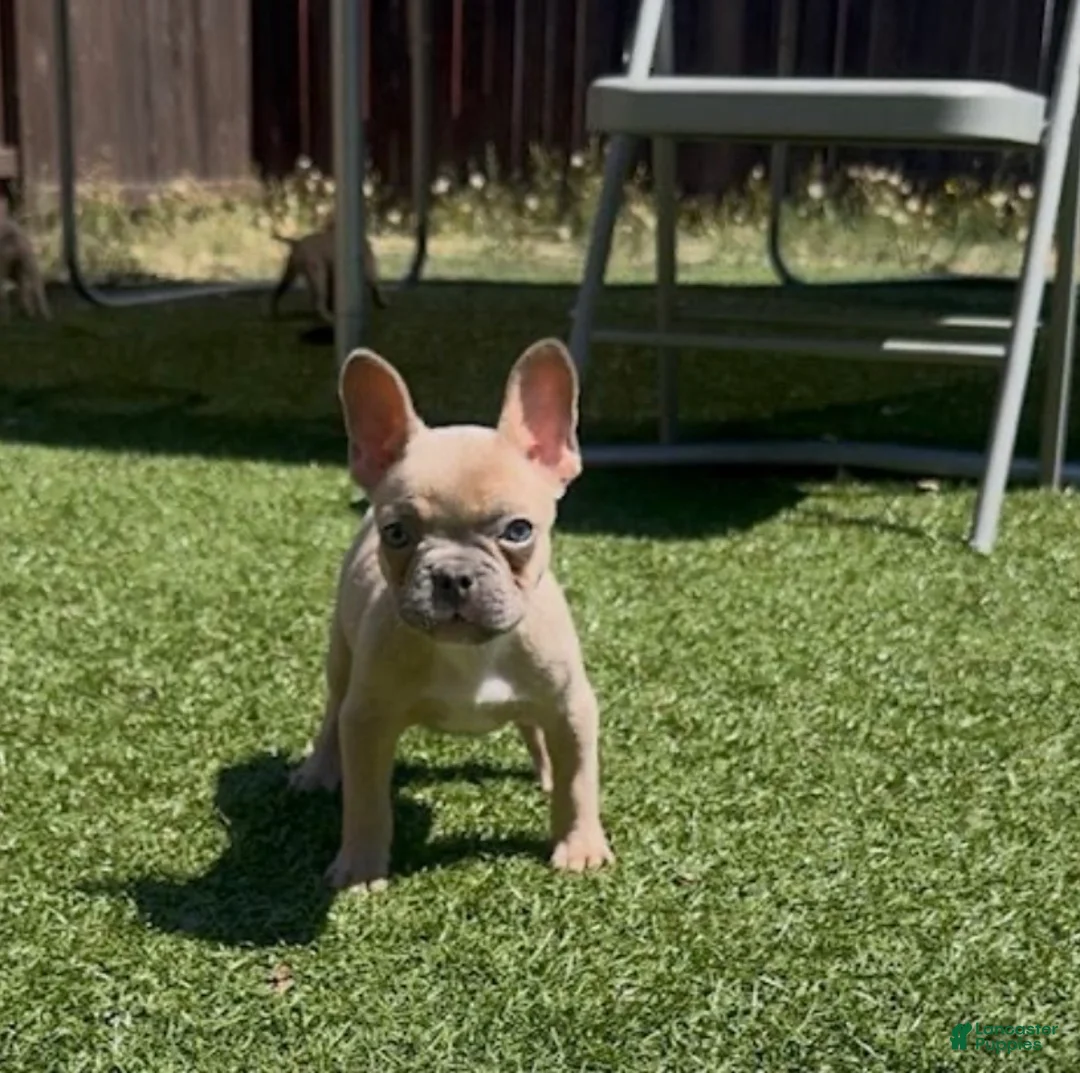 French Bulldog dogs for sale:  Alfie - Ad 2