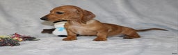Miniature Dachshund dogs for sale: Cooper - Ad 17