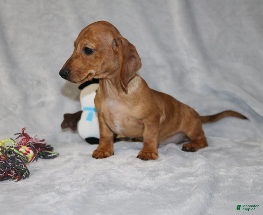 Miniature Dachshund dogs for sale: Cooper - Ad 17