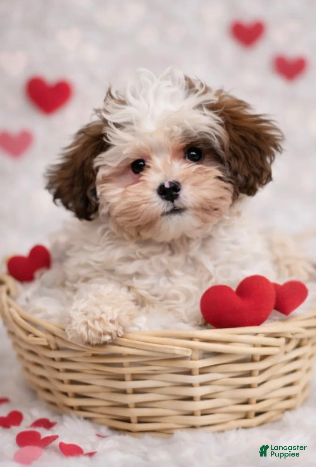 Shihpoo dogs for sale: Amore - Ad 3