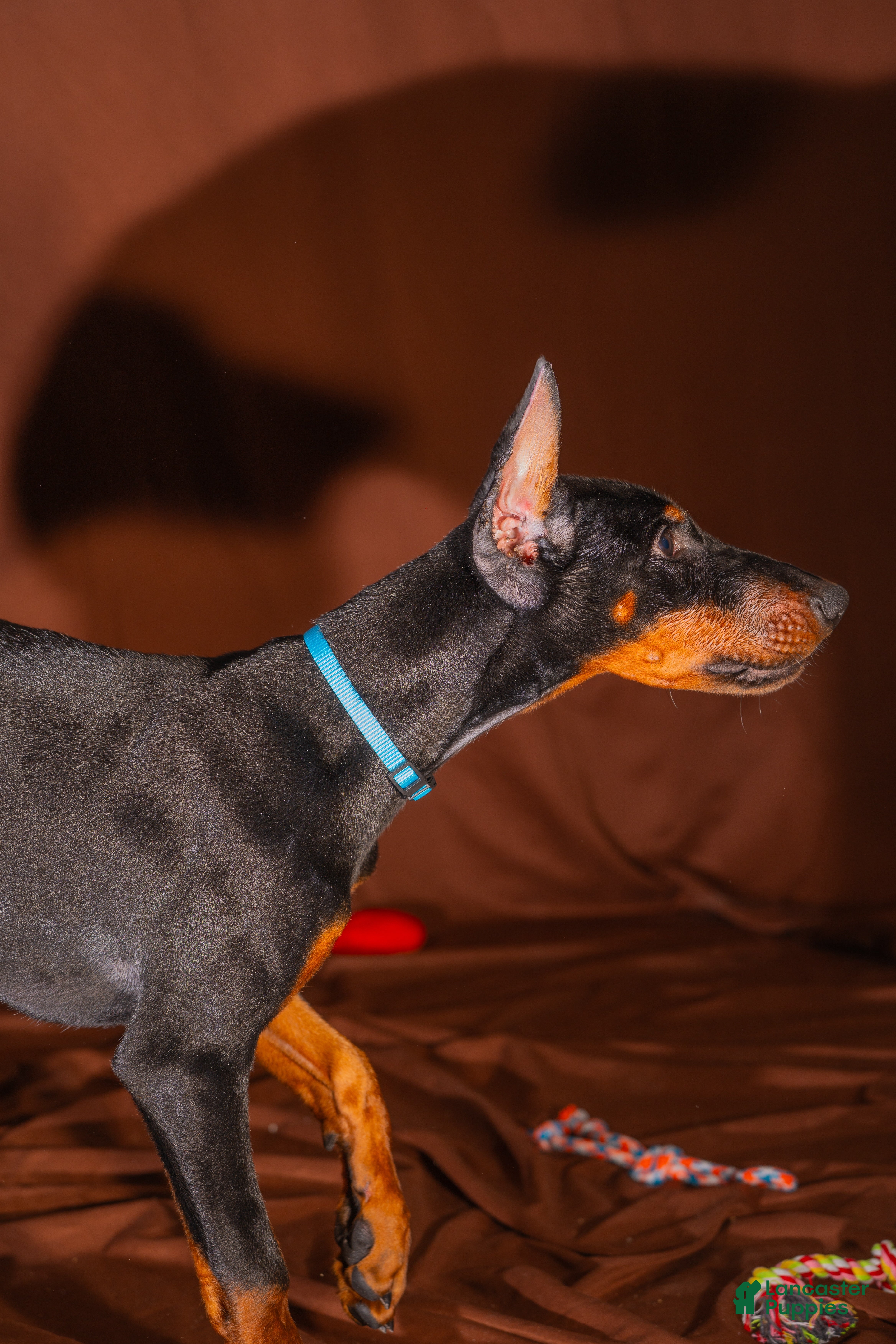 Doberman Pinscher dogs Blue - Ad 23