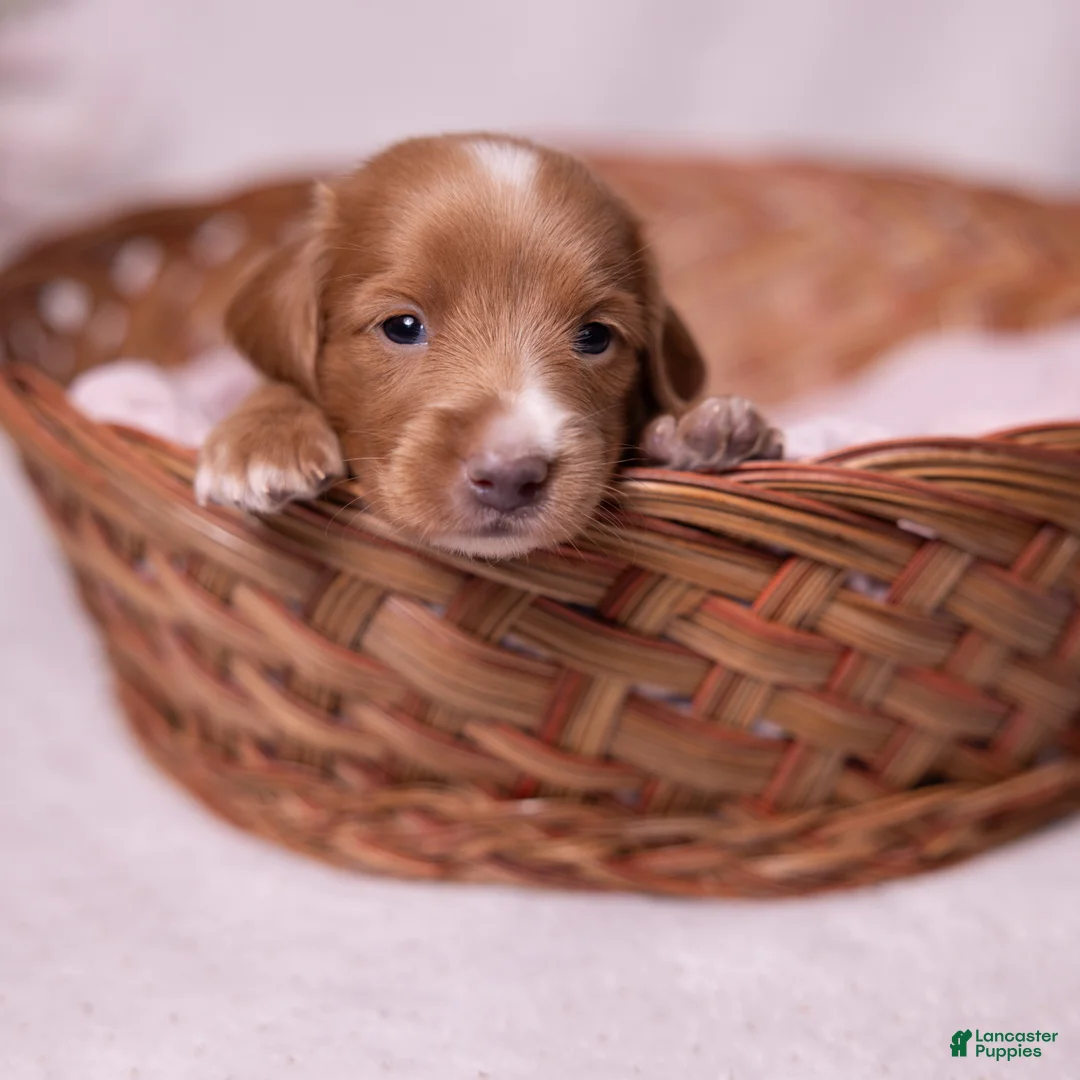 Miniature Dachshund dogs for sale: Taffy - Ad 1