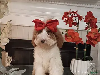 Standard Poodle dogs Puppy 3 - Ad 29