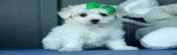 Maltese dogs for sale: PACO - Ad 6