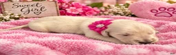 Golden Retriever dogs for sale: Fuchsia - Ad 1
