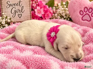 Golden Retriever dogs Fuchsia - Ad 27