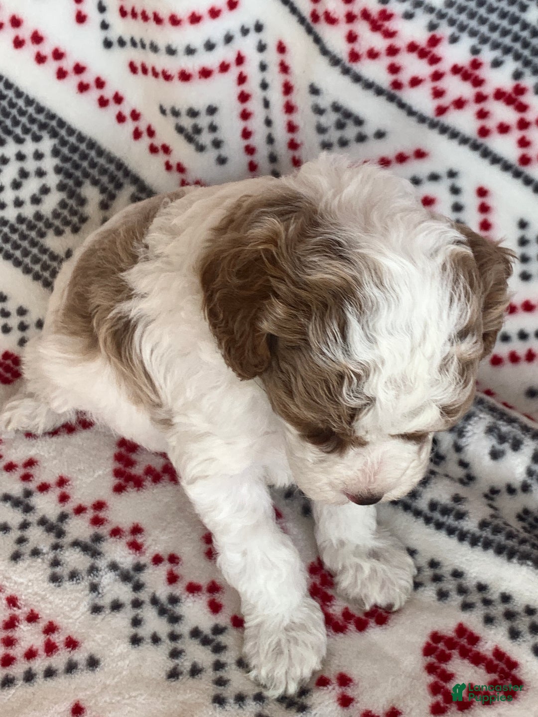 Cavapoo dogs for sale: Flurry - Ad 6