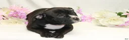 American Bully dogs for sale: American Bully pink - Ad 2