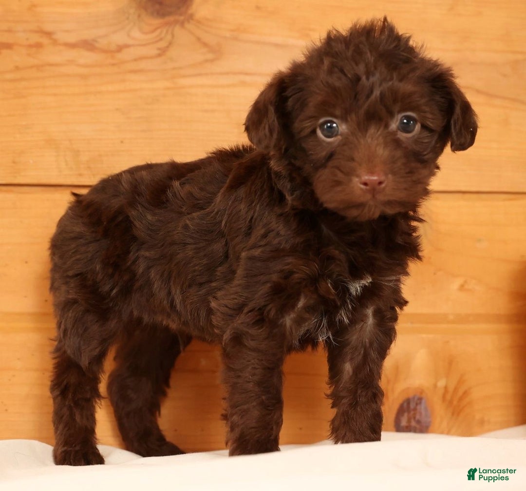 Yorkiepoo dogs for sale: Duey - Ad 5