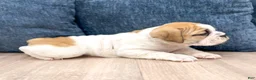 Beabull dogs for sale: Leti - Ad 3
