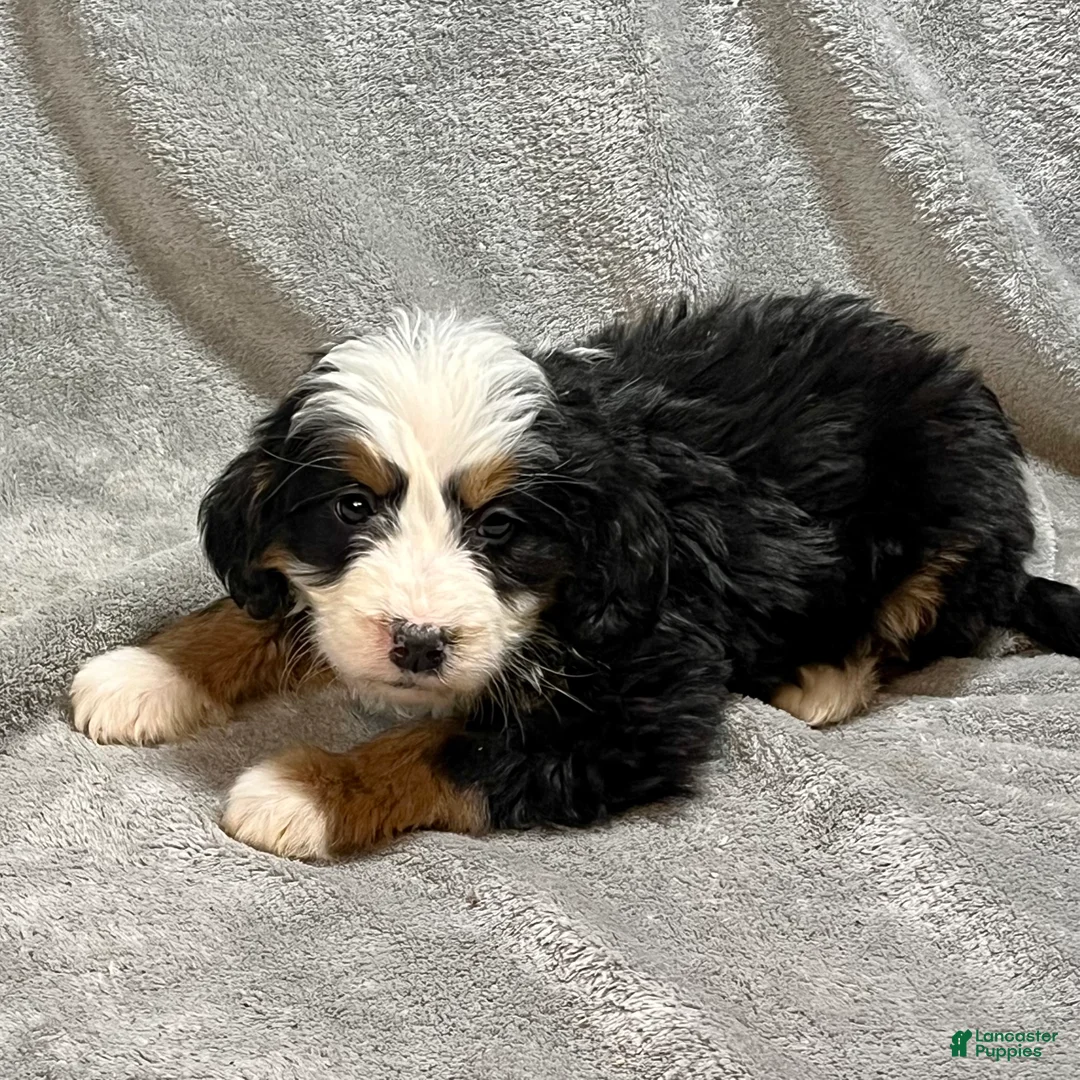 Bernedoodle dogs for sale: Morgan - Ad 4