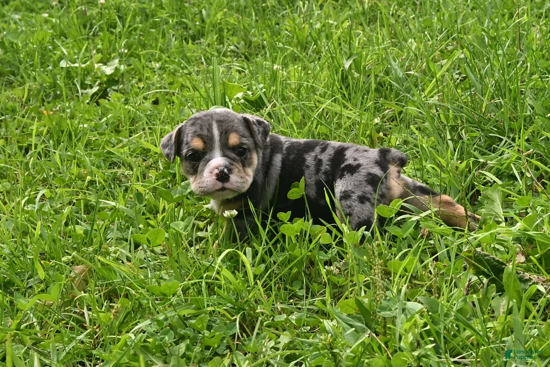 English Bulldog dogs for sale: Mindy - Ad 1