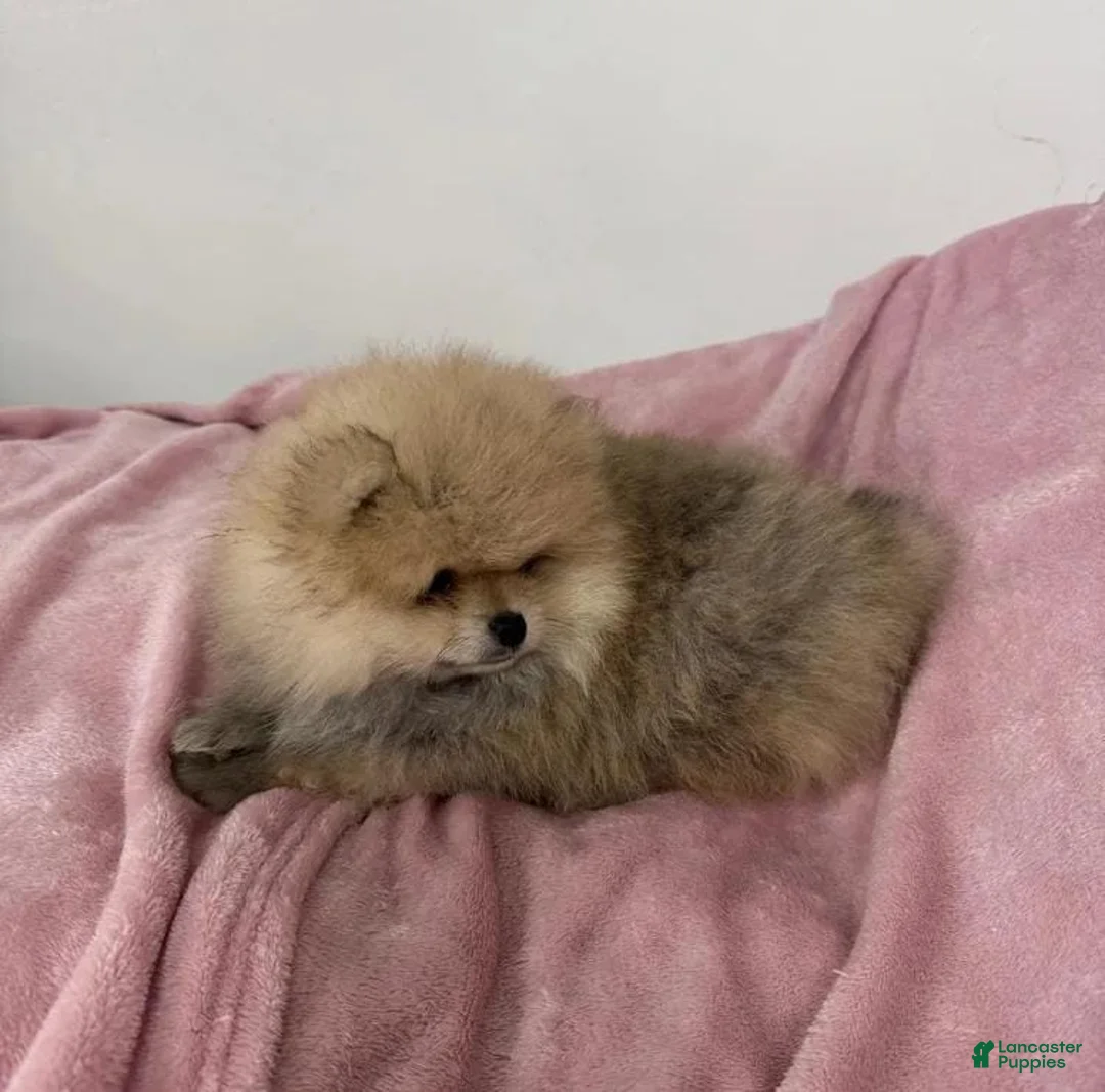 Pomeranian dogs for sale: Maya - Ad 15