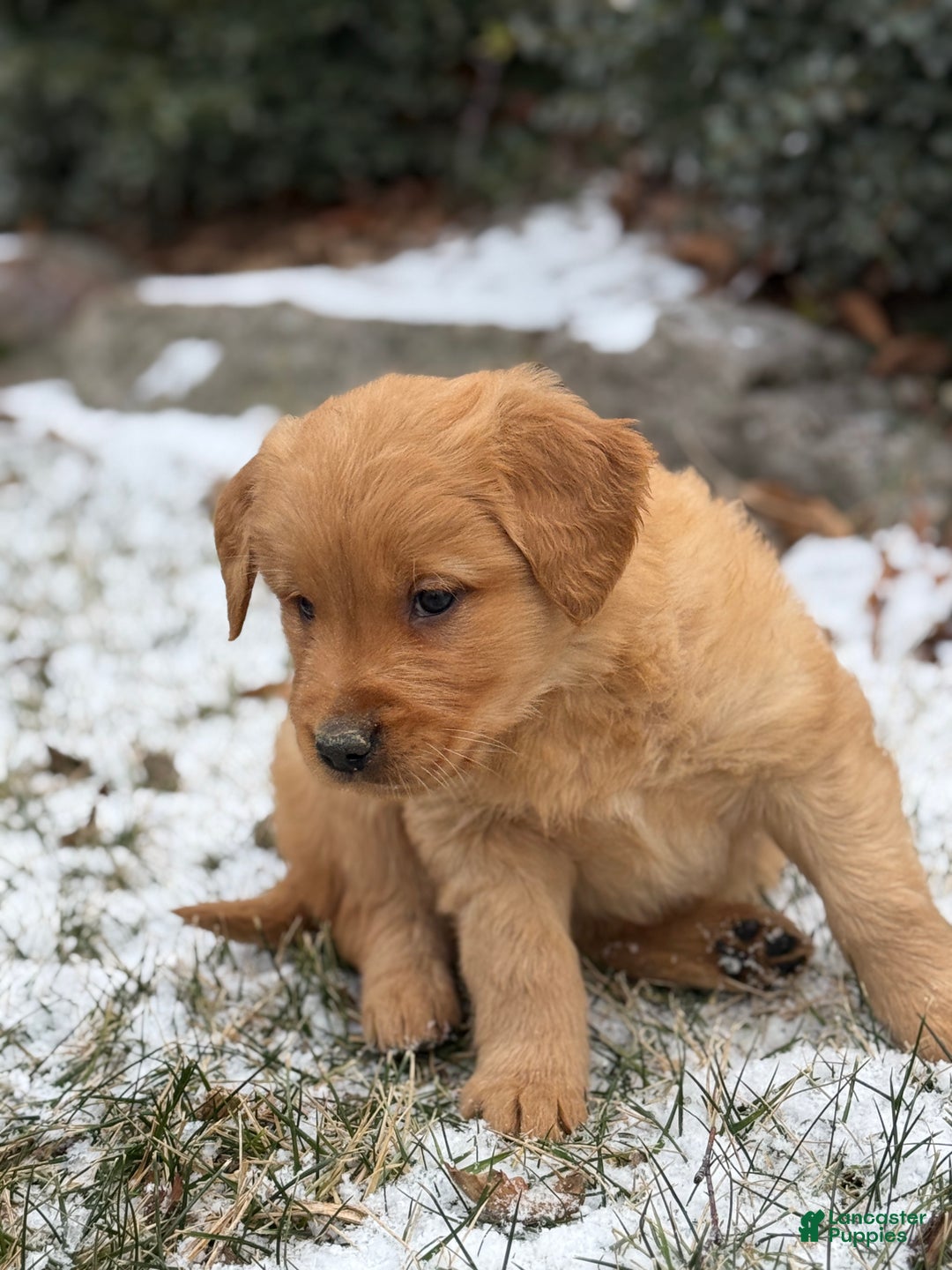 Golden Retriever dogs for sale: Sindy - Ad 9