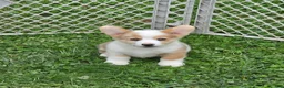 Welsh Corgi Pembroke dogs for sale: Beautiful Bentley  - Ad 11