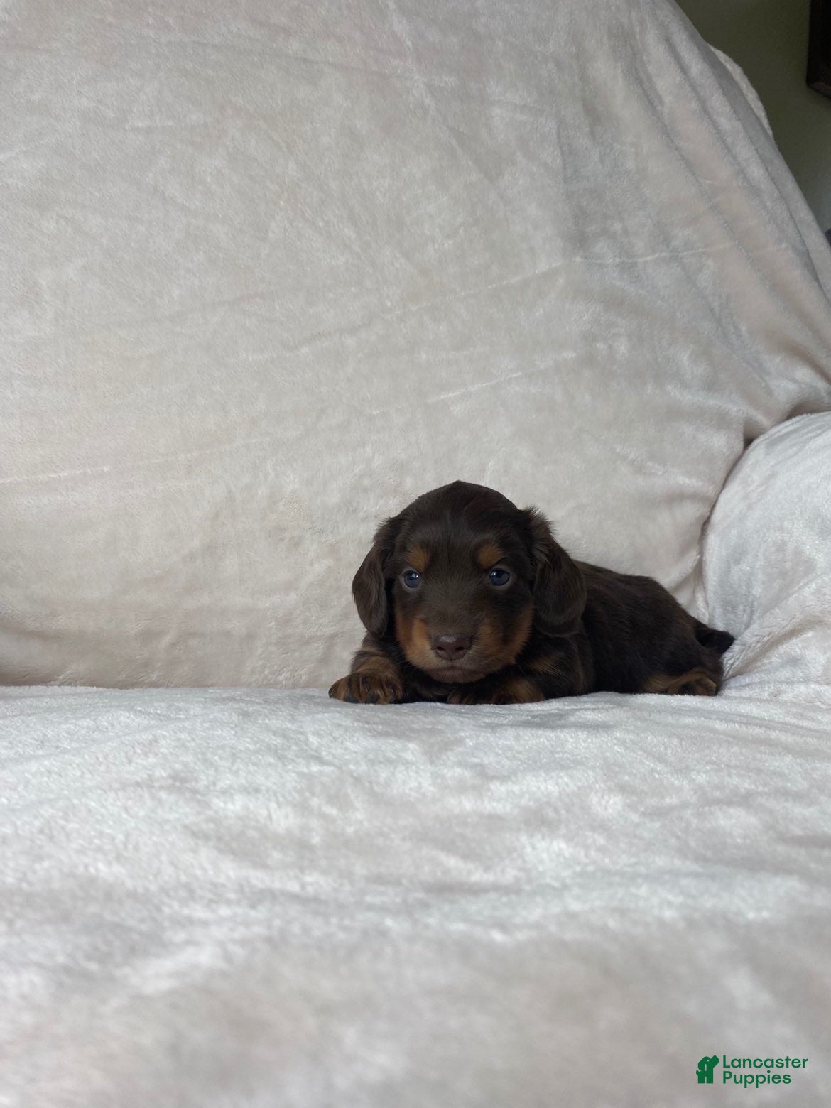 Miniature Dachshund dogs Miniature Dachshund 1 - Ad 2