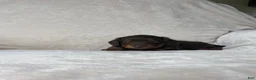 Miniature Dachshund dogs for sale: Miniature Dachshund 1 - Ad 2