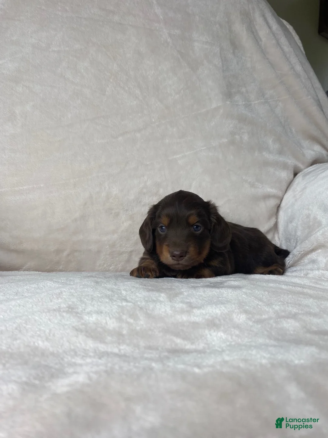 Miniature Dachshund dogs for sale: Miniature Dachshund 1 - Ad 2
