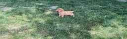 Mini Goldendoodle dogs for sale: Mindy Mini Goldendoodle  - Ad 6