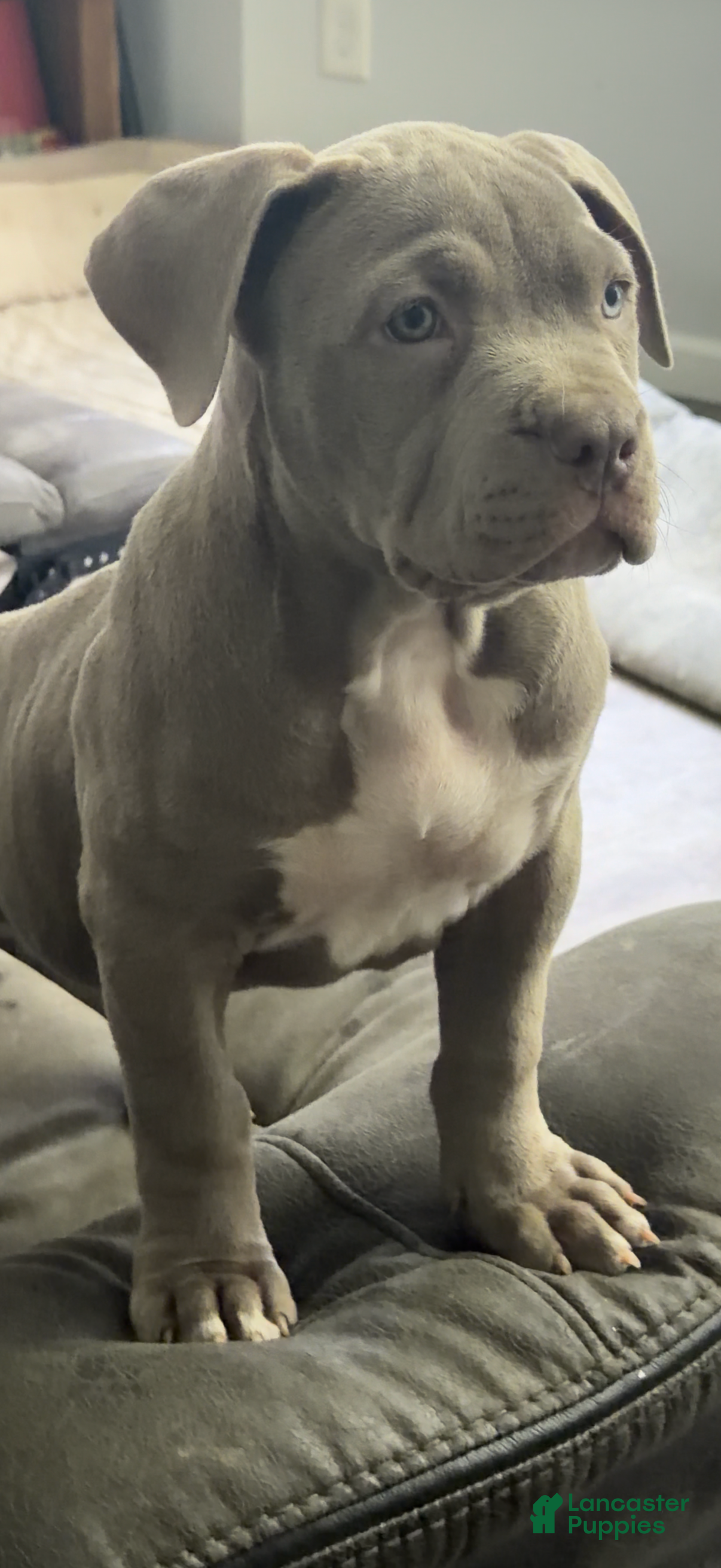 American Bully dogs NAIROBI The XL Bully - Ad 4
