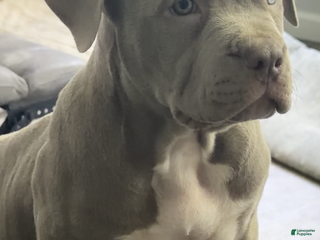 American Bully dogs NAIROBI The XL Bully - Ad 4