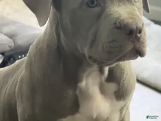 American Bully dogs NAIROBI The XL Bully - Ad 1