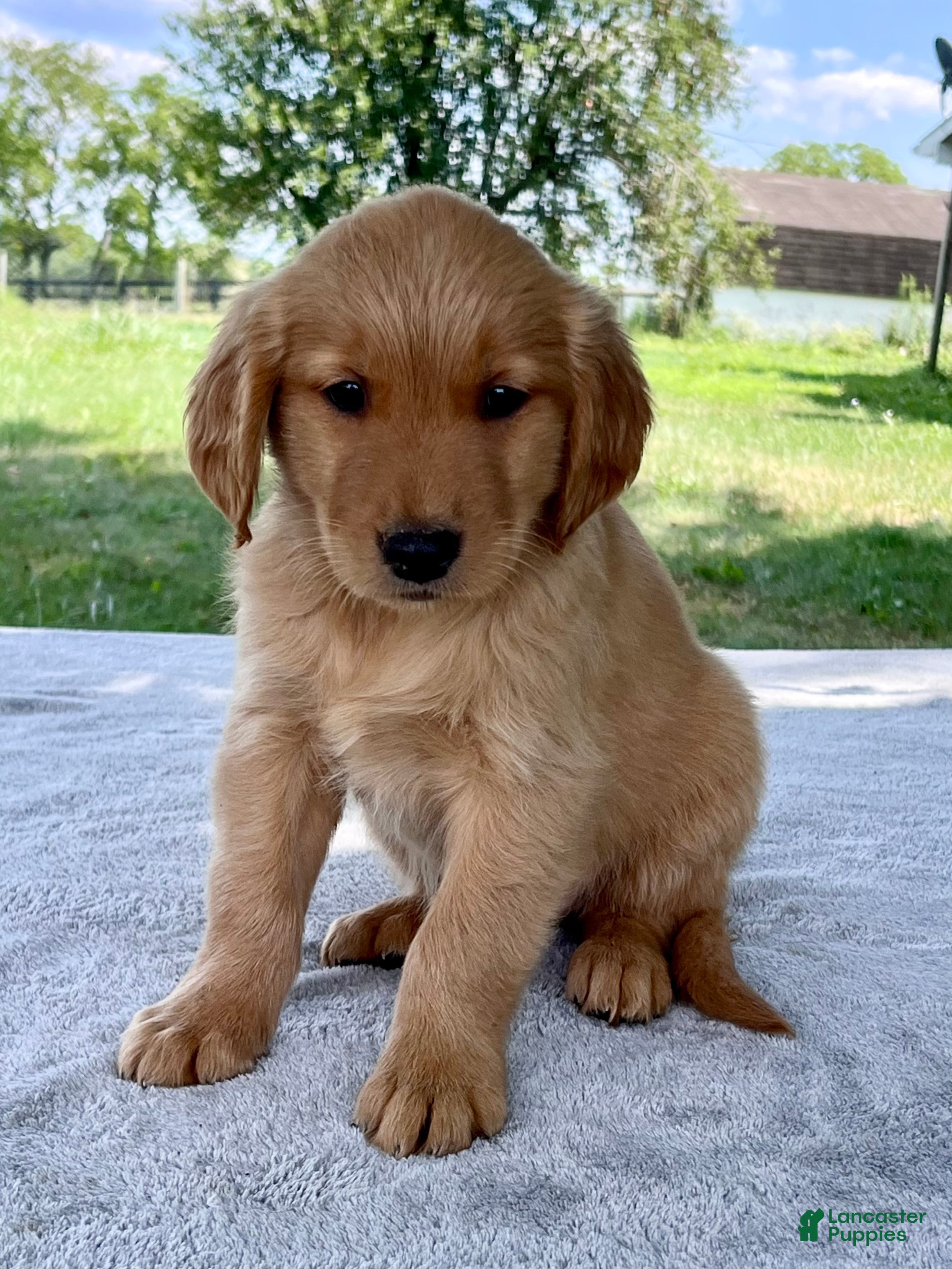 Golden Retriever dogs Daphne - Ad 1