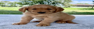 Daphne