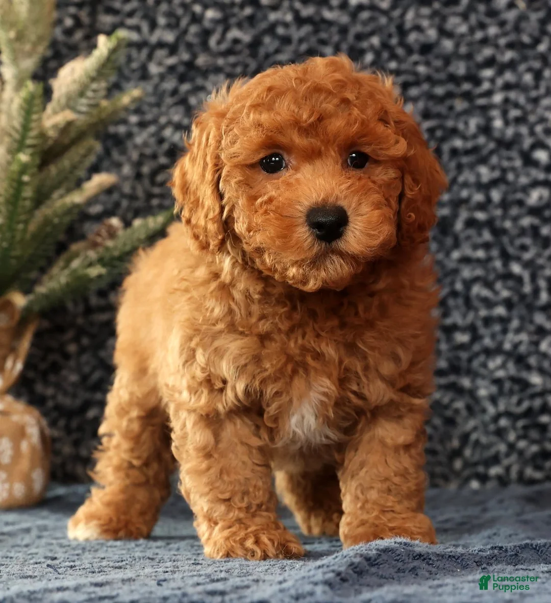 Bichpoo dogs for sale: Felix - Ad 9
