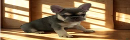 French Bulldog dogs for sale: DOLCE *FLUFFY and PINK CARRIER* - Ad 5