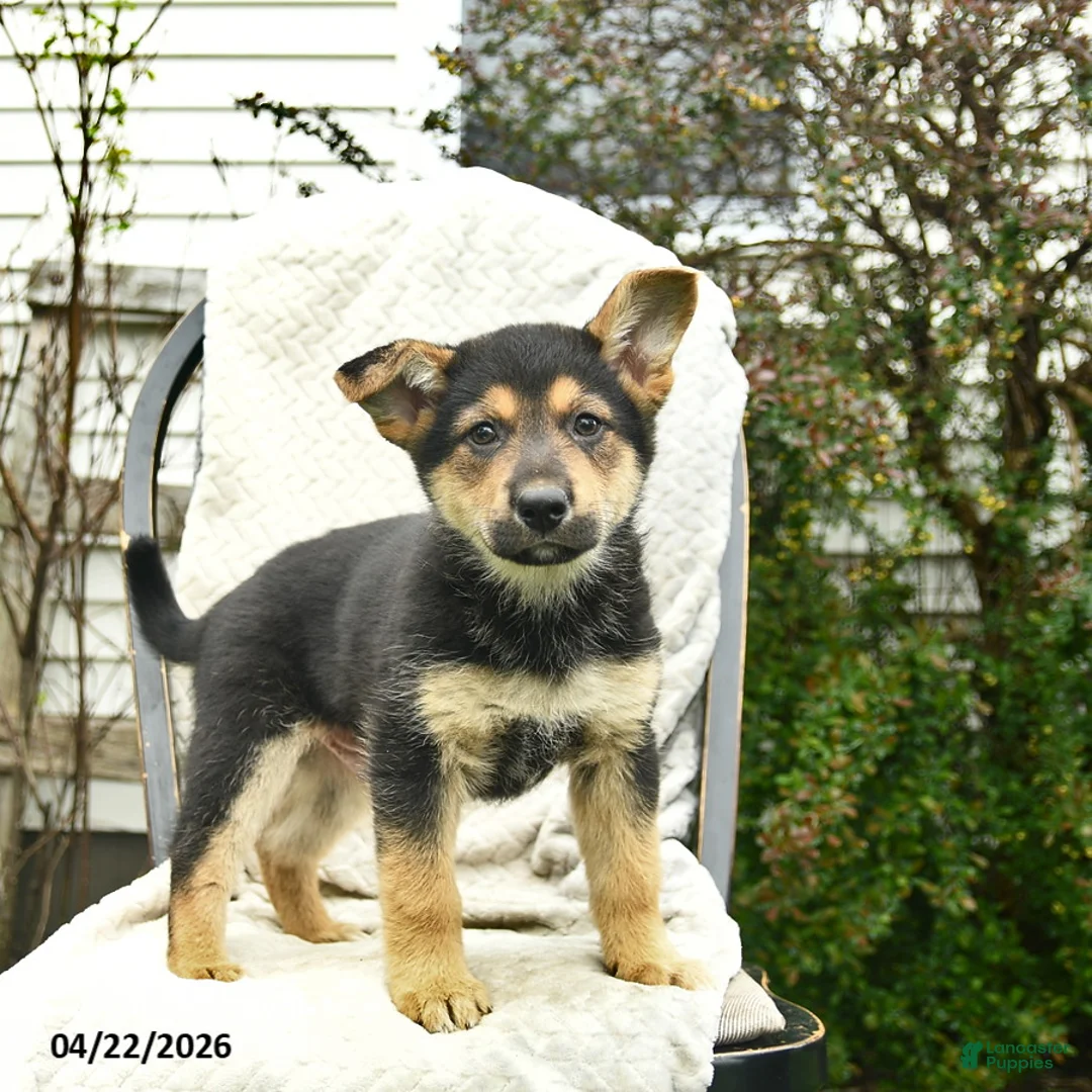 Mixed Breed dogs for sale: Puffin  - Ad 1