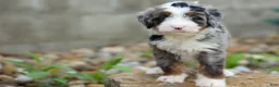 Mini Bernedoodle dogs for sale: 🐾 Meet Paxton 🐾 - Ad 5