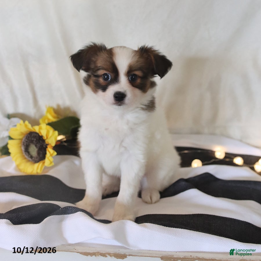 Papillon dogs for sale: Quinto - Ad 1