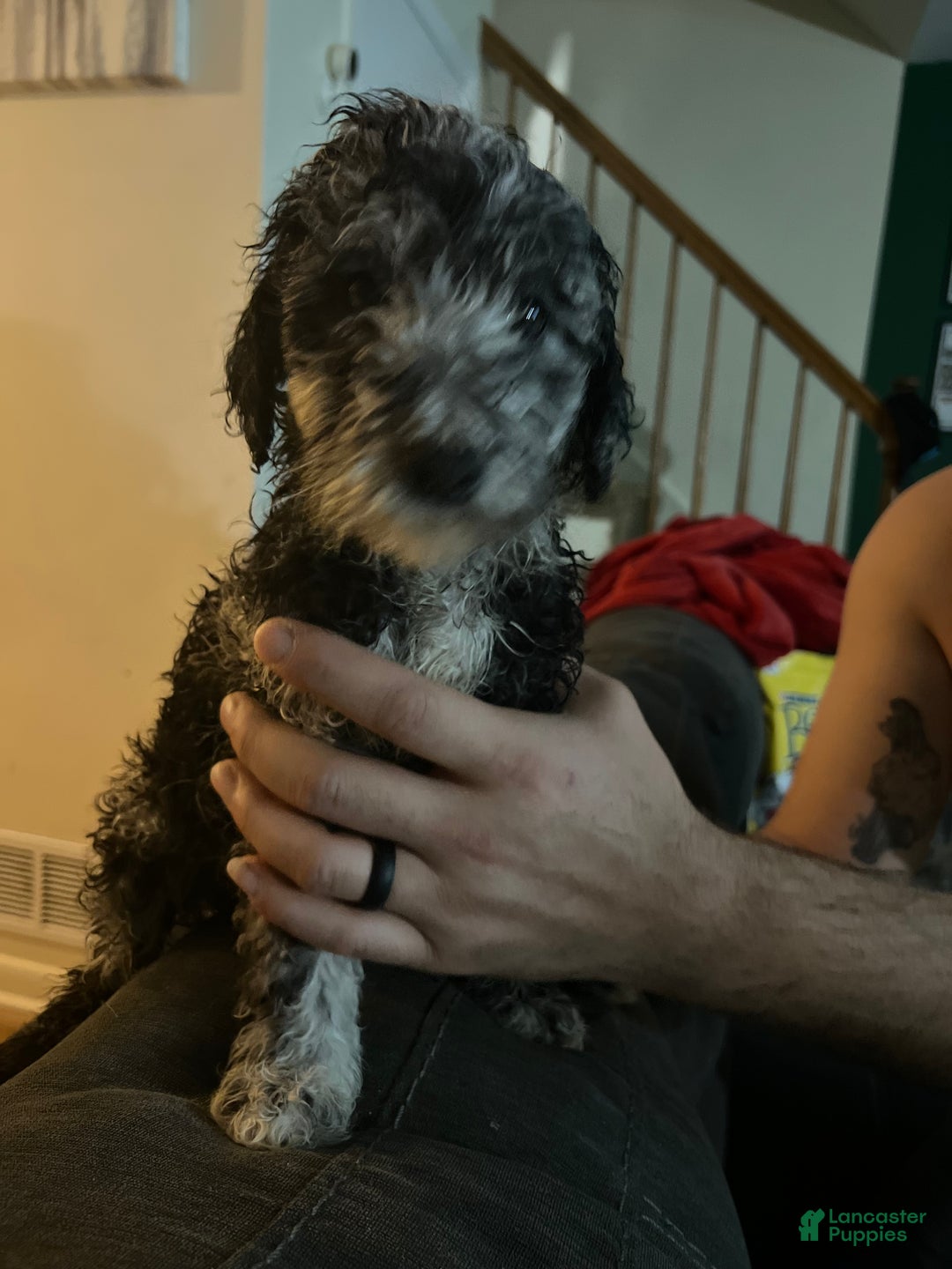 Standard Poodle dogs for sale: Standard Poodle Puppy 8 - Ad 4