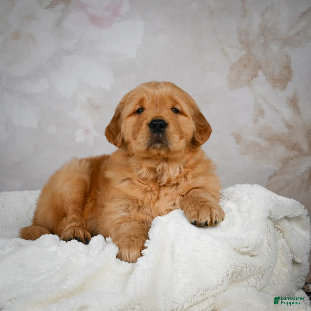 Golden Retriever dogs for sale: Rocky - Ad 4