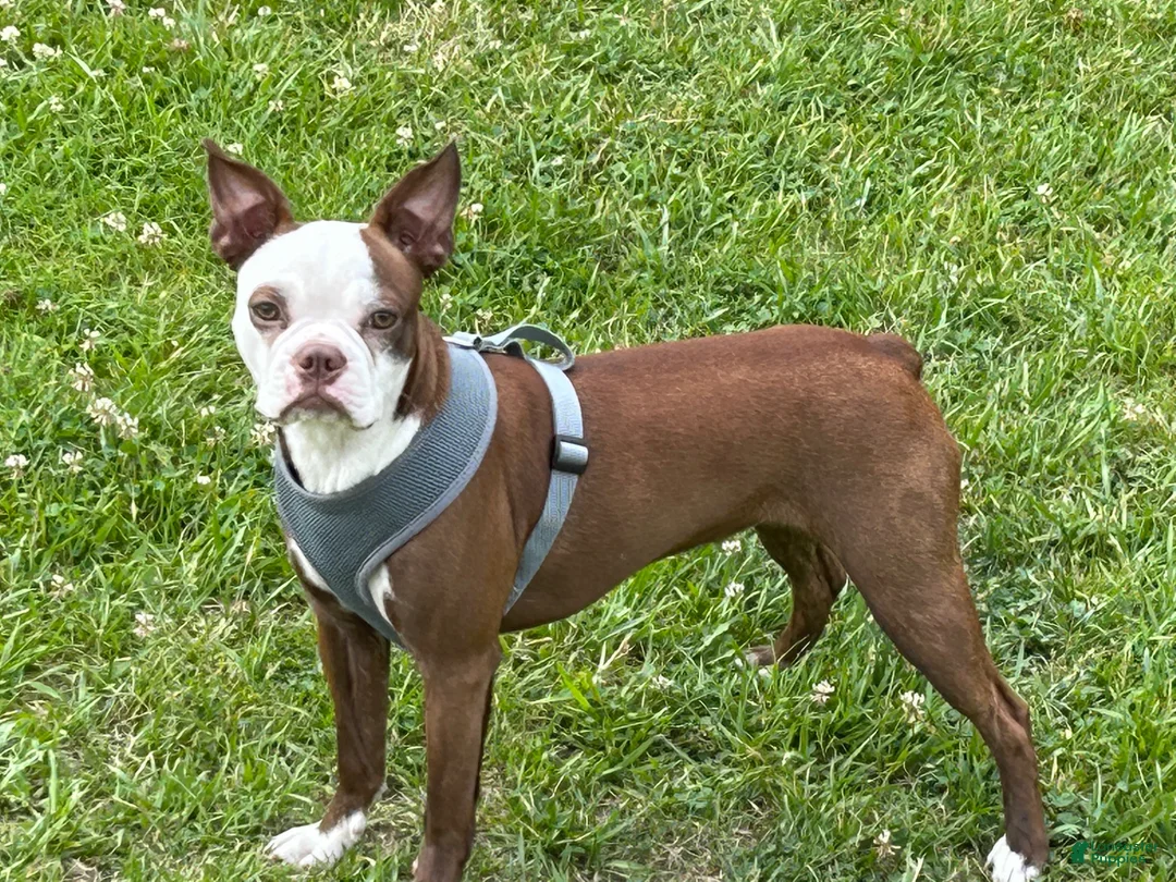 Boston Terrier dogs for sale: Diamond - Ad 4
