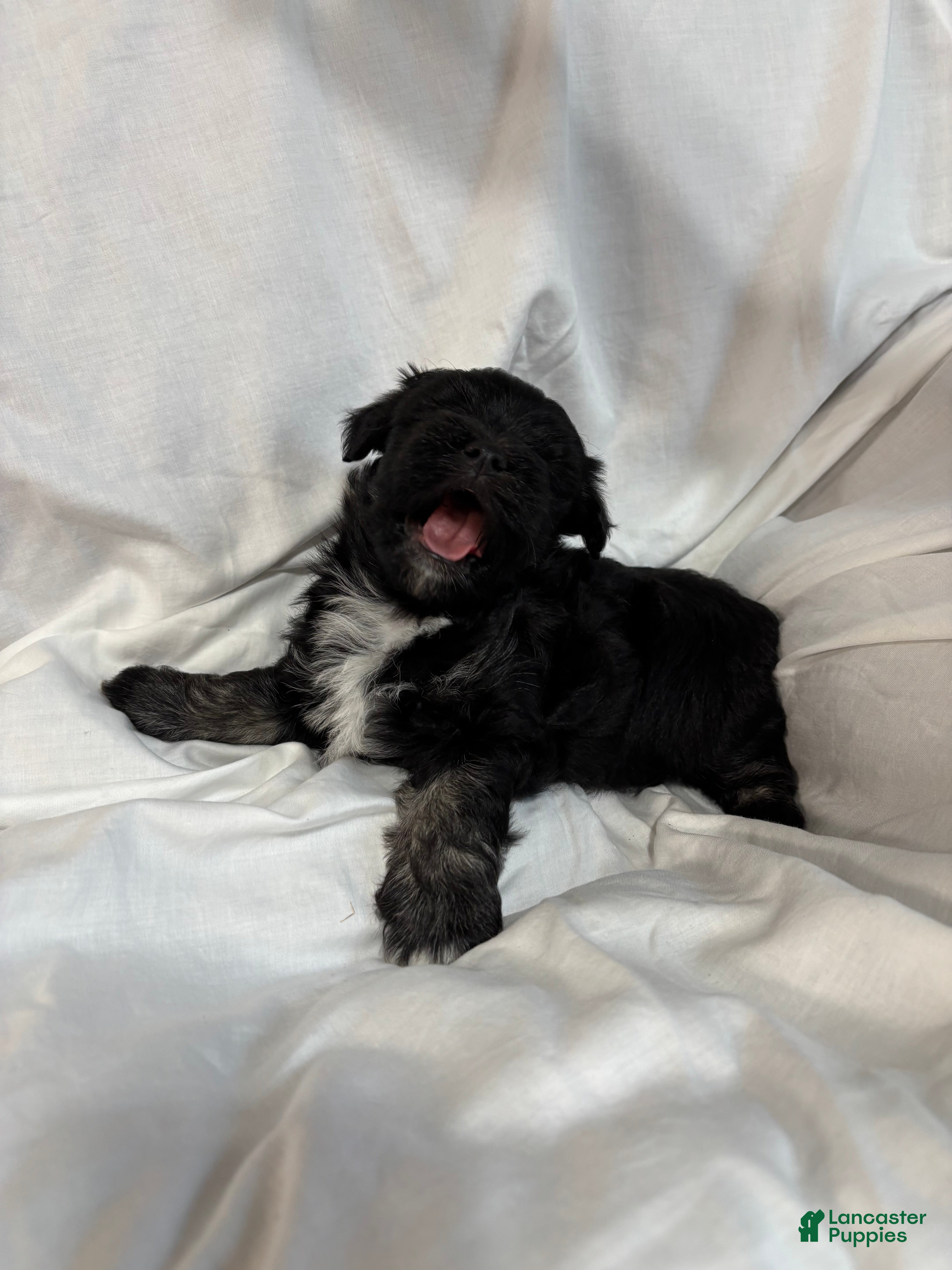 Havanese dogs Fritzy - Ad 1