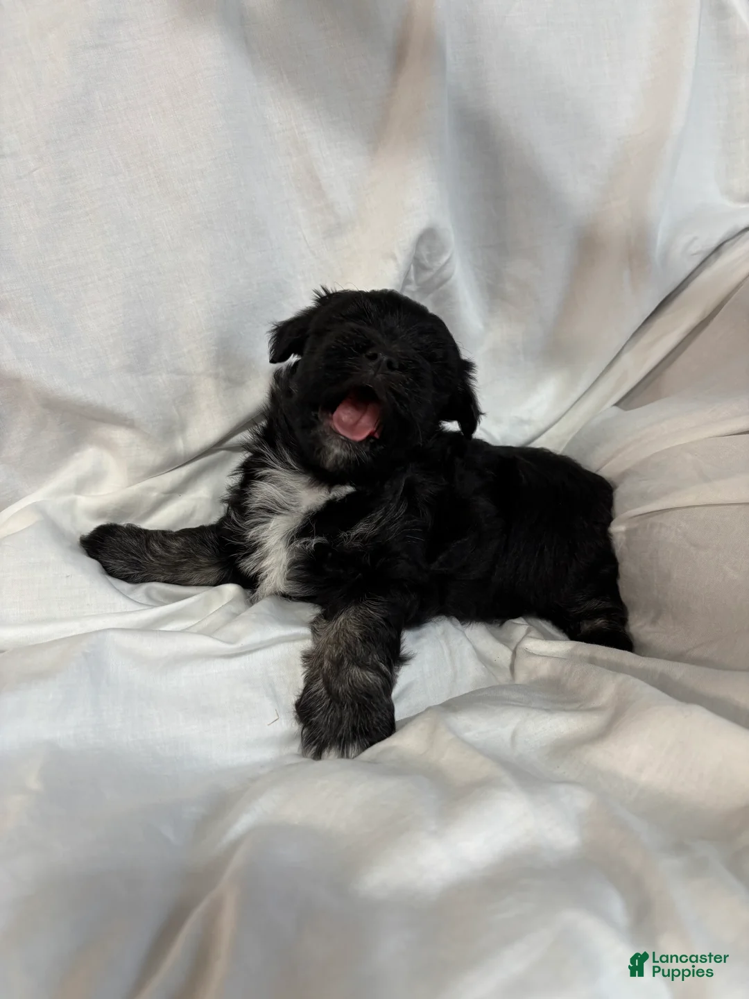 Havanese dogs for sale: Fritzy - Ad 1